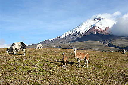 Lamas au pied du Chimborazo