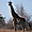 Rencontre avec une girafe lors d'un morning walk près de Olifant