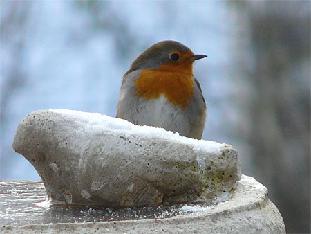 Rouge-gorge Rouge-gorge