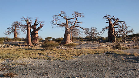 Baobab à Lekhubu Baobab à Lekhubu