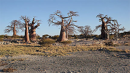 Baobab à Lekhubu