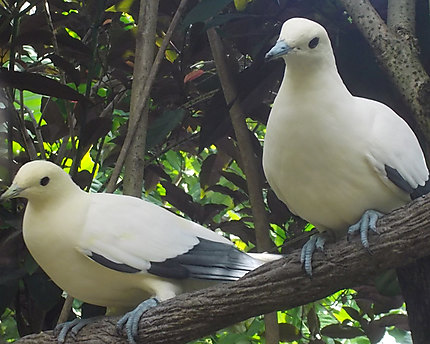 Les oiseaux de Discovery Cove