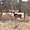 Antilope Cheval dans la Réserve de Bandia