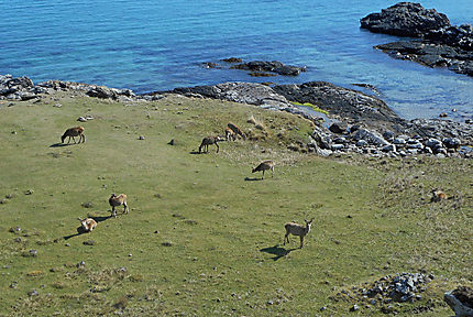 Cerfs de Kilmory Bay