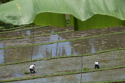 Repiquage du riz à Pupuan