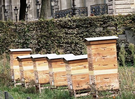 Le rucher du jardin des Tuileries (2019)
