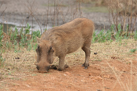 Le phacochère est en recherche du repas Le phacochère est en recherche du repas