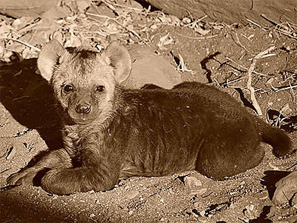 Petite hyène tachetée
