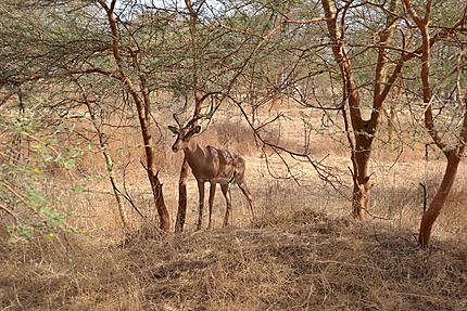 Antilope dans la Réserve de Bandia