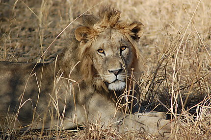 Lion, parc national de Tarangire
