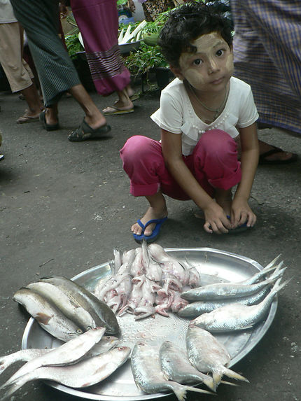 Jeune marchand de poisson au marché de Yangon