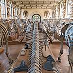 Galerie d'anatomie comparée, que de squelettes !!!