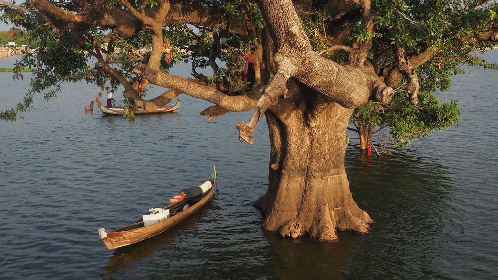 Sieste sous l'arbre