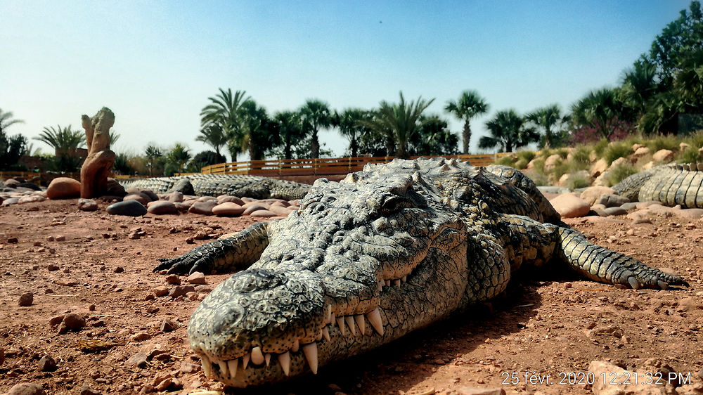 Crocoparc Agadir