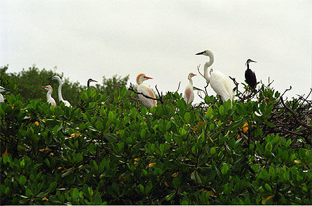île aux oiseaux sur le fleuve casamance