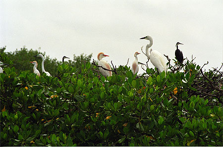 île aux oiseaux sur le fleuve casamance île aux oiseaux sur le fleuve casamance
