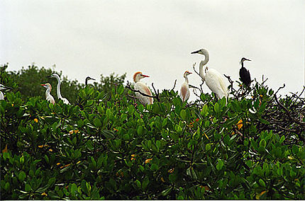 île aux oiseaux sur le fleuve casamance