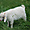 Chèvre angora (ferme de Siran)