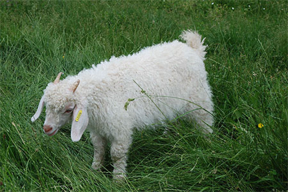 Chèvre angora (ferme de Siran)