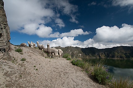 Lamas sur le cratère du Volcán Quilotoa