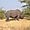 Rhinocéros Blanc dans la Réserve de Bandia