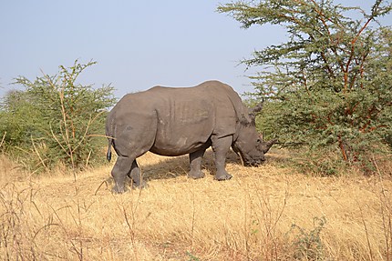 Rhinocéros Blanc dans la Réserve de Bandia