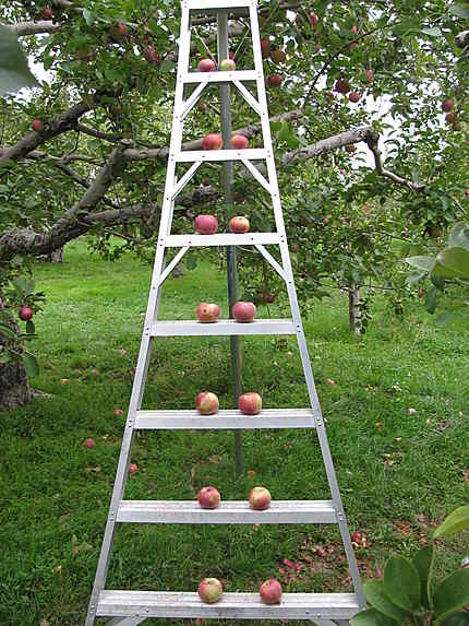 Les pommes à Rougemont