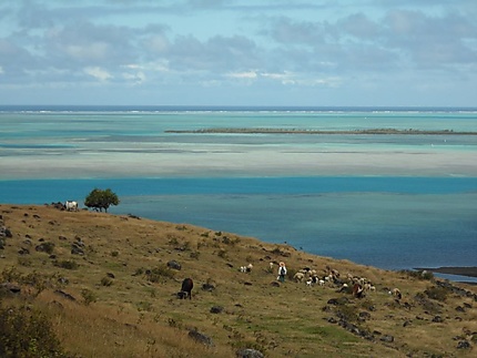 Berger et son troupeau face au lagon