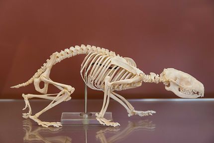 Galerie d'anatomie comparée, squelette d'hérisson