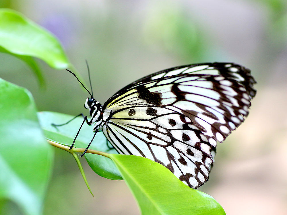 Papillon dans la serre de Sanguinet