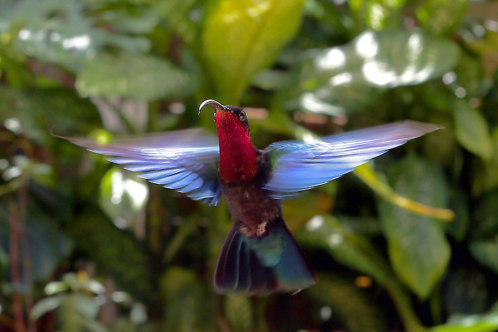 Colibri