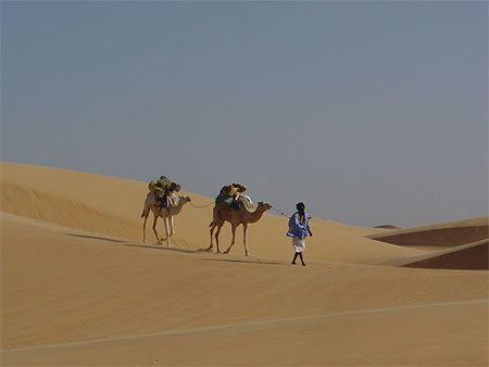 Méharée dans le Sahara Méharée dans le Sahara