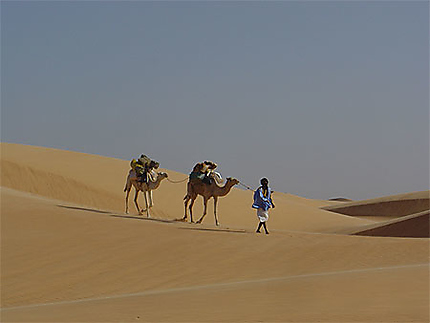 Méharée dans le Sahara