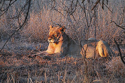 Une lionne se prélassant au lever du soleil près de Satara