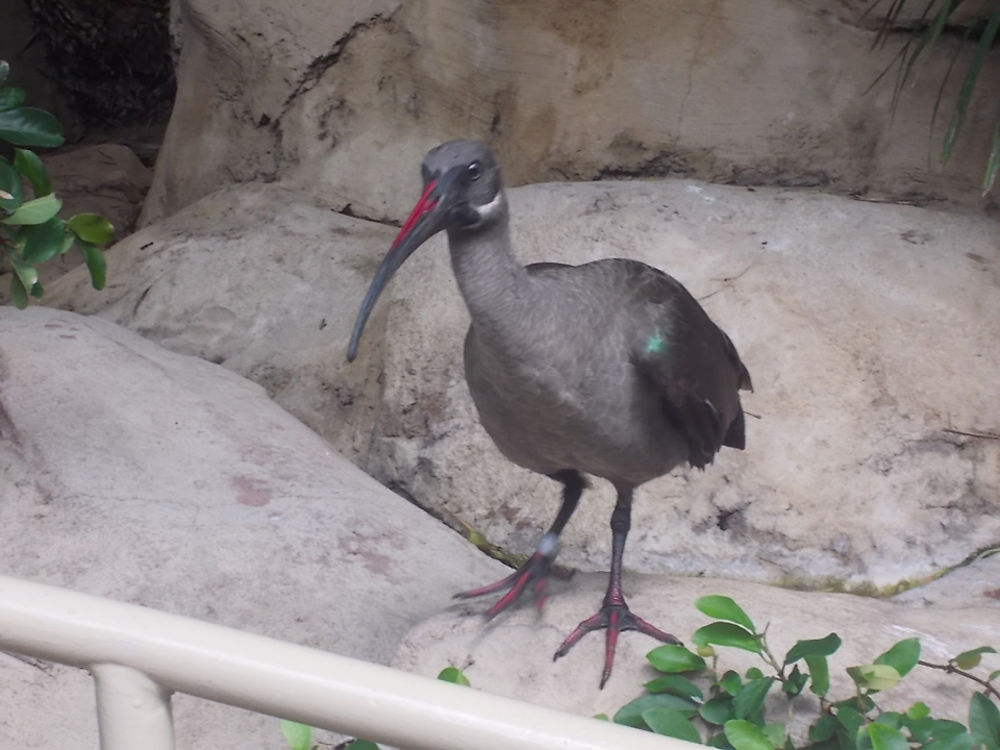 Un habitant de Discovery Cove