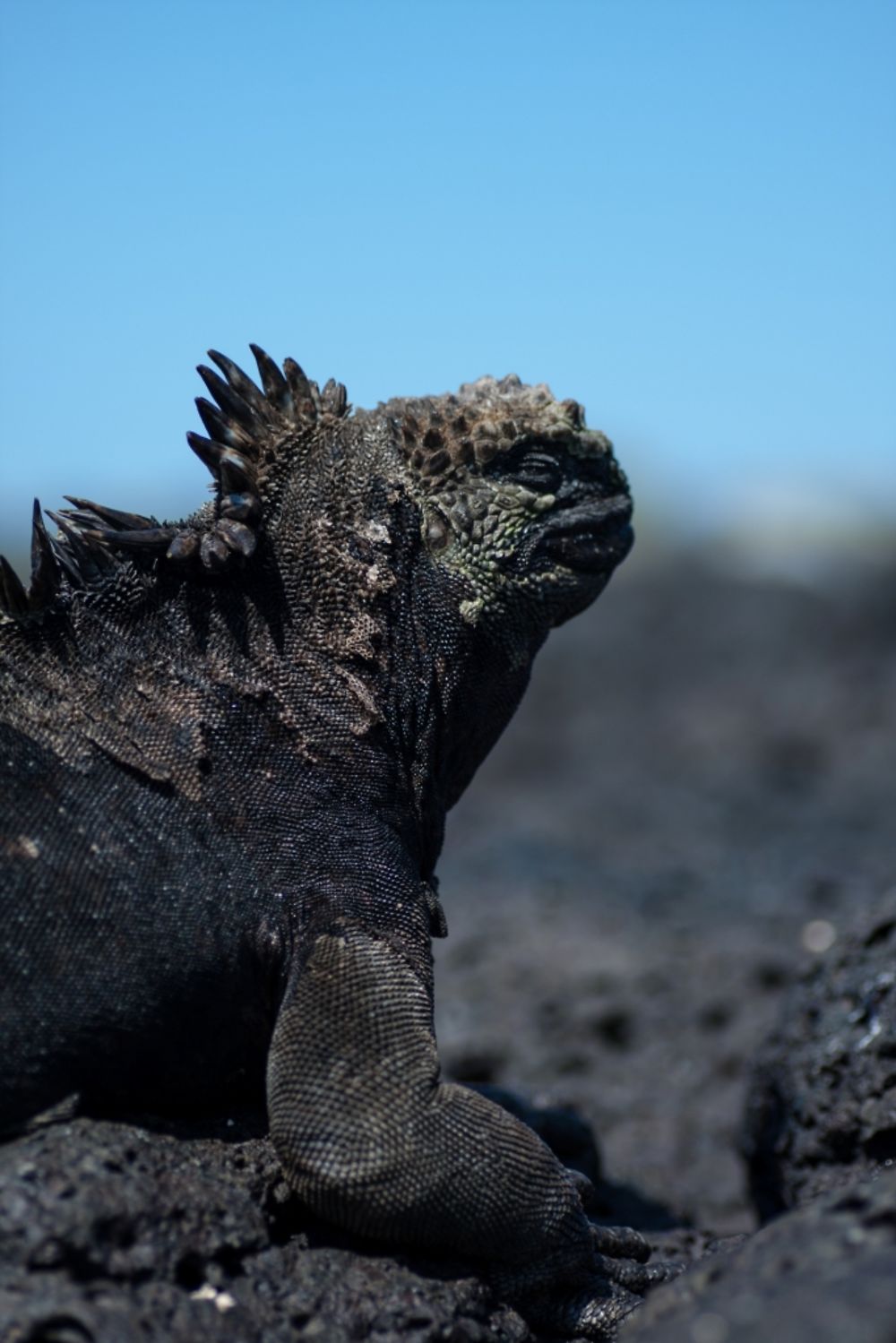 Iguane Marin