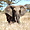 Eléphant, parc national de Tarangire