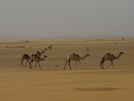 Dromadaires dans le désert