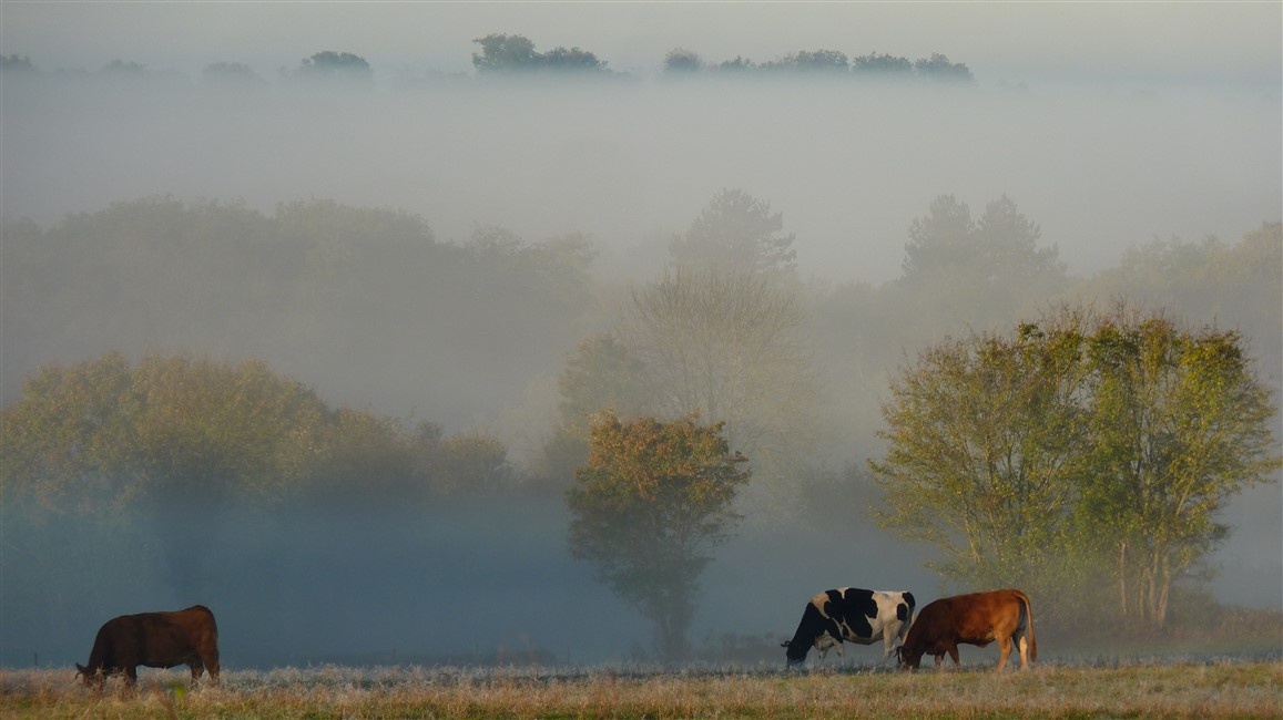 Brume matinale dans le Poitou devant chez moi Brume matinale dans le Poitou devant chez moi