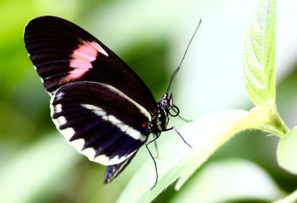 PAPILLON - Le petit facteur à Sanguinet