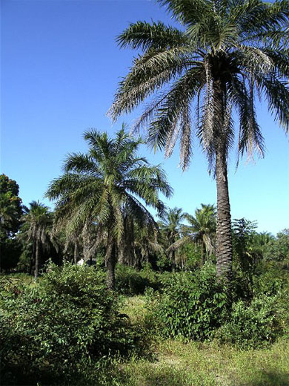 Chemin de Casamance