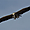 Le vol du vautour