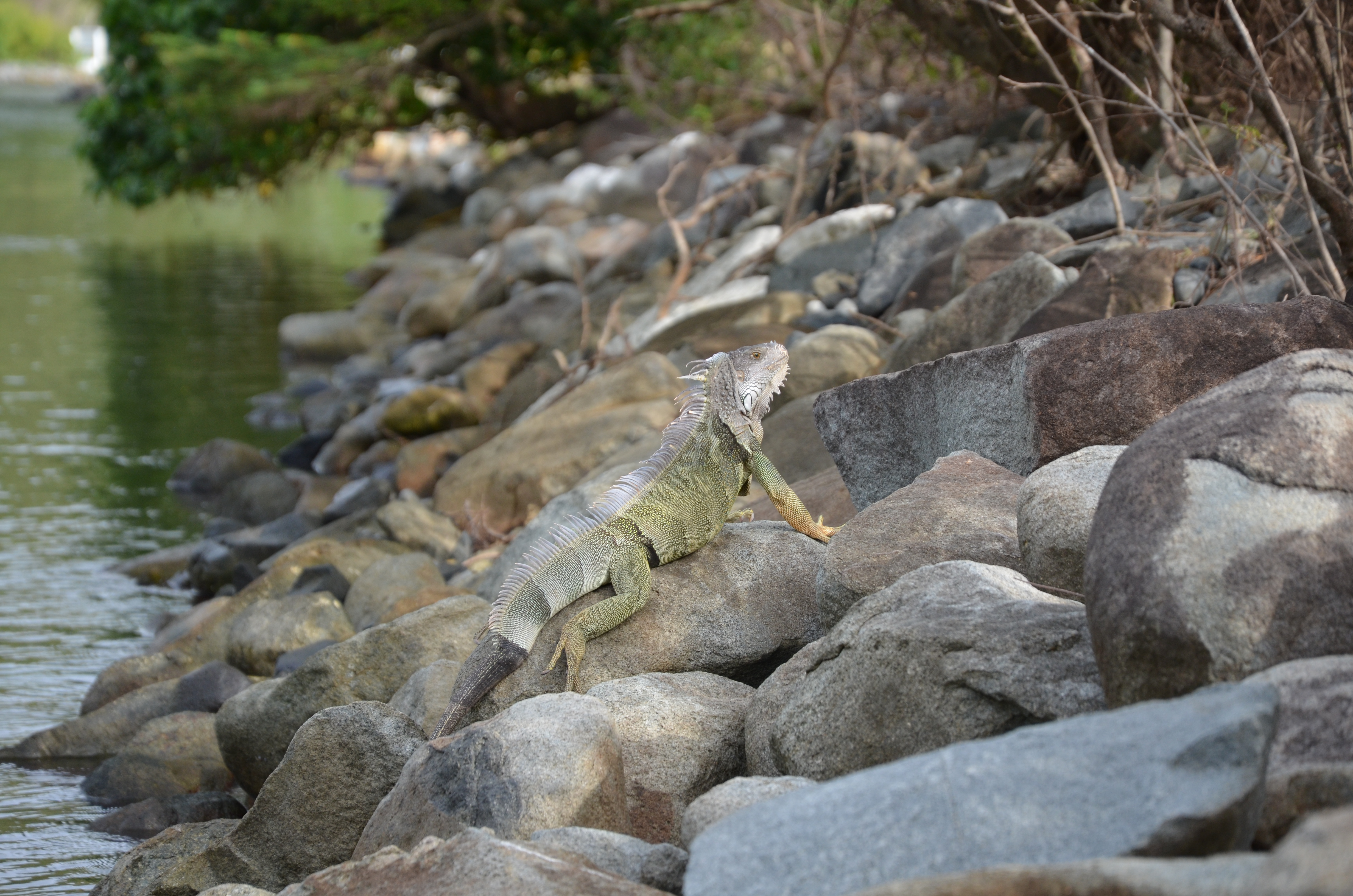 Iguane Iguane