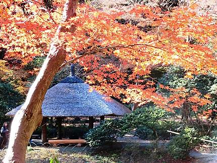 Jardin à Meiji Jingu
