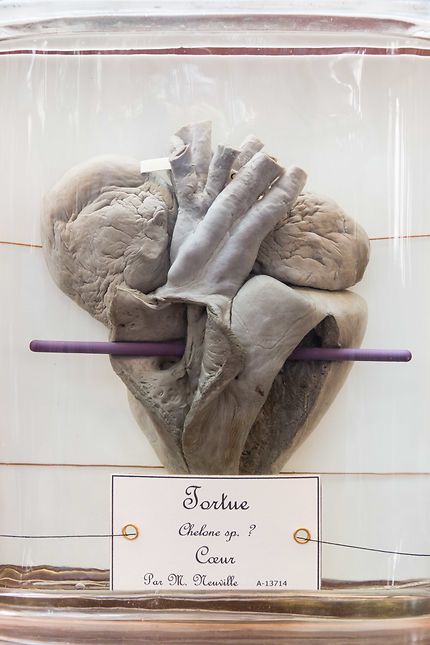 Galerie d'anatomie comparée, coeur de tortue