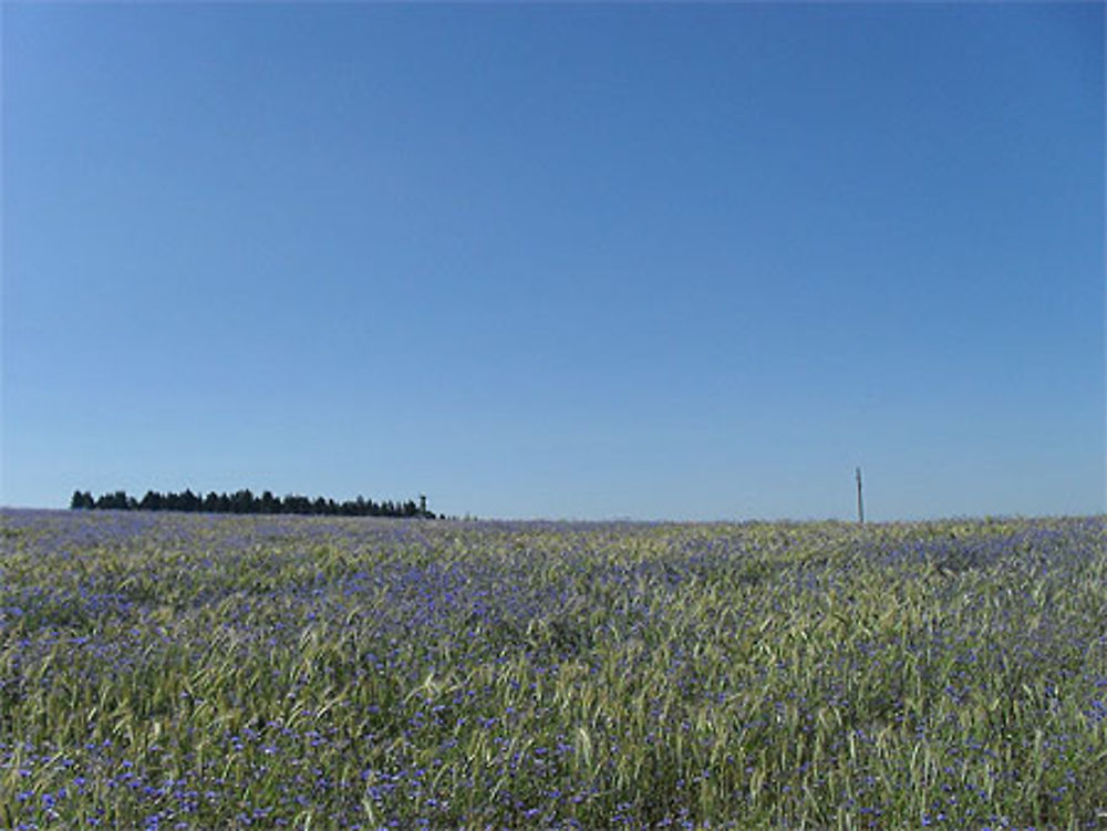 Campagne ligérienne