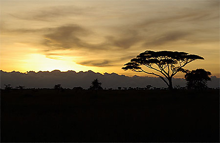 Coucher de soleil sur le Serengeti