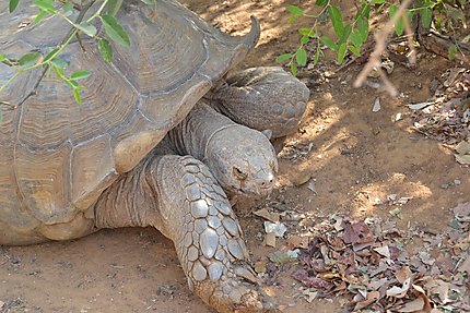 Tortue géante dans la Réserve de Bandia