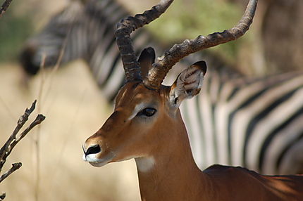 Impala, parc national de Tarangire