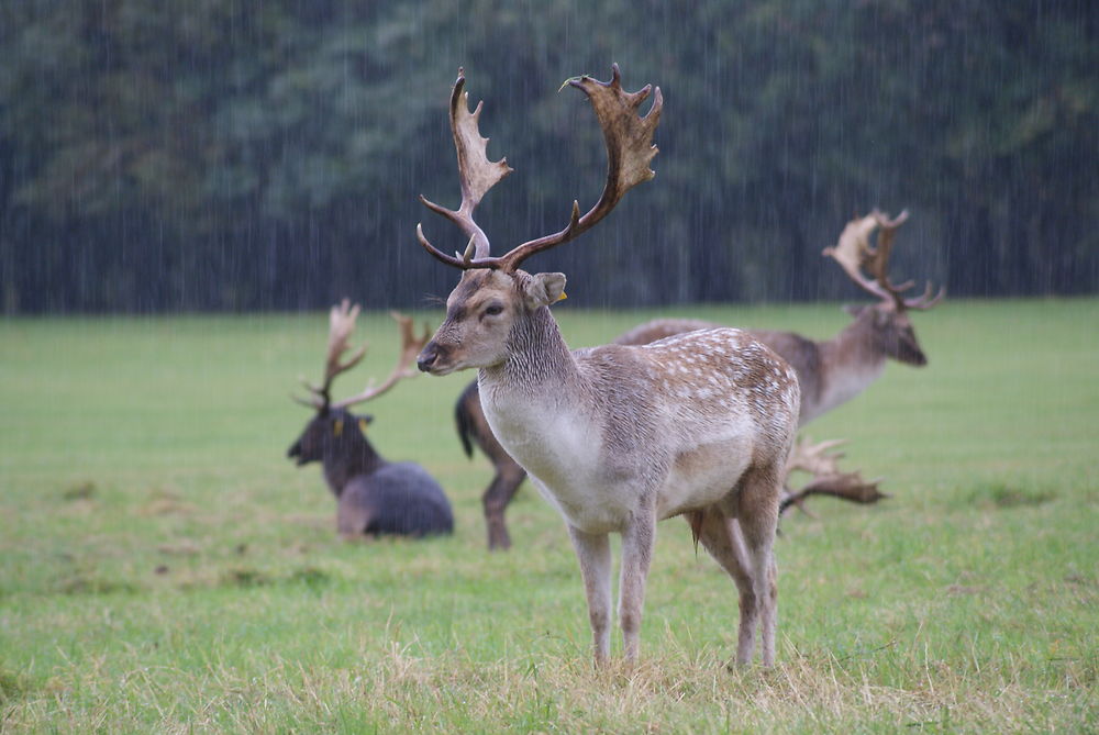 Phoenix park sous la pluie